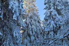 sneeuw-achtertuin